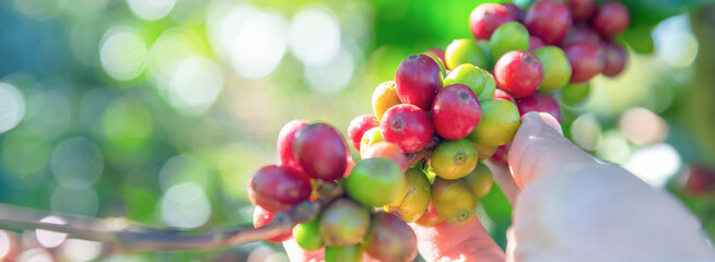 Banner coffee plant farm woman Hands harvest raw coffee beans. Panorama Ripe Red berries plant fresh seed coffee tree growth green farm. Hands harvest red bean seed robusta arabica with copy space.