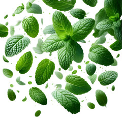 Falling mint leaves, spearmint