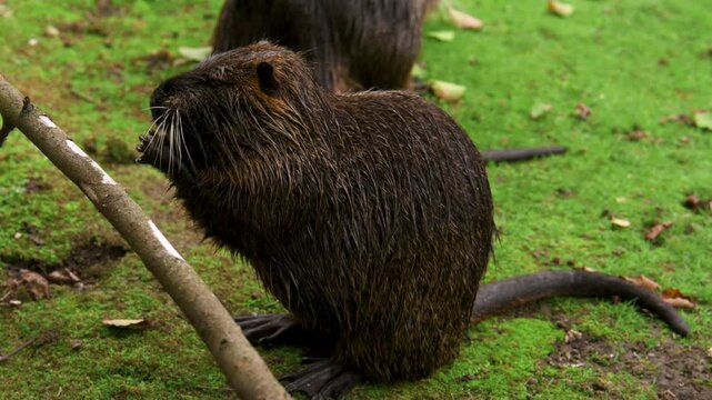 Several brown nutrias on a green background eat grass