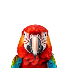 Obraz premium A close up of a scarlet macaw bird with beautiful feathers. Great for wildlife, nature, tropical themes, pet care, and colorful designs