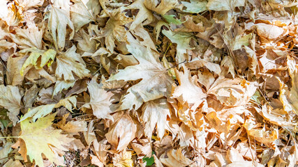 Fallen dried tree leaves in autumn formed a pattern on the ground