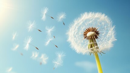 Fototapeta premium Dandelion Seeds Blowing in the Wind - Closeup Photography