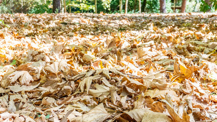 Fallen dried tree leaves in autumn formed a pattern on the ground