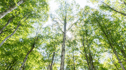 Serene Sunlit Forest with Lush Green Undergrowth - Peaceful Woodland Landscape