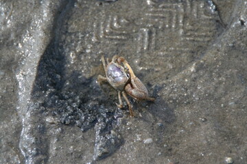 crab on the sand