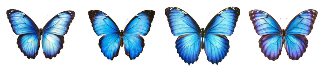 Fototapeta premium Isolated Morpho butterfly wings on a white background.