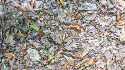 Fallen dried tree leaves in autumn formed a pattern on the ground