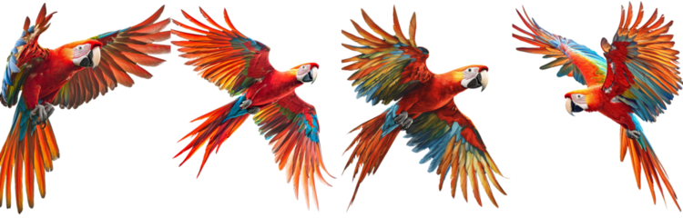 Macaw, Ara chloropterus, 1 year old, in flight