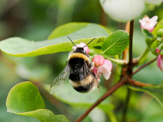A bumblebee feeding on the pink flower of a ghost berry brush