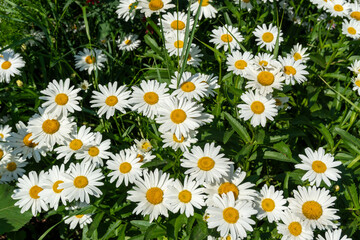 Close up view to the flowering field of daisies in grass, beautiful white chrysanthemum Wild daisy flowers growing on meadow, white chamomiles on green grass background