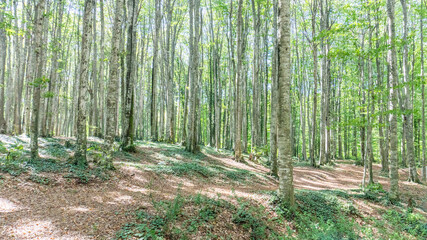Obraz premium Serene Sunlit Forest with Lush Green Undergrowth - Peaceful Woodland Landscape