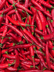 Abundant Red Chili Peppers. A vibrant pile of red chili peppers, showcasing various shapes and sizes. Each pepper is a bold red, with a glossy sheen reflecting the light. 
