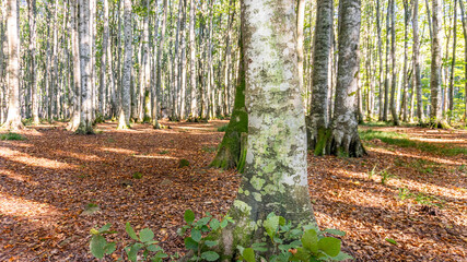 Obraz premium Serene Sunlit Forest with Lush Green Undergrowth - Peaceful Woodland Landscape