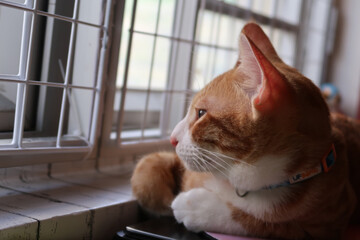 Domestic cat looks curiously out of an open window. High quality photo. Cute Ginger cat siting on...