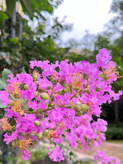 flowers in nature, sweet background, light pink colorful background
