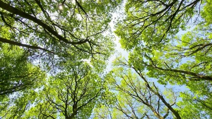 Vertical view up into the vibrant green forest canopy as trees sway in the gentle breeze with sunlight glinting through foliage.