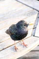 bird on a table