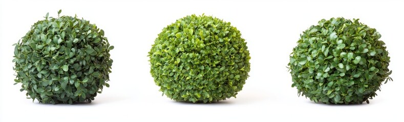 This is a Buxus sempervirens evergreen round bush or shrub isolated on a transparent background.