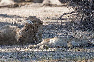 Lions in BWA