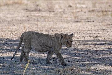 Lions in BWA