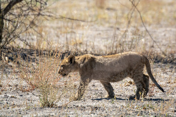Lions in BWA