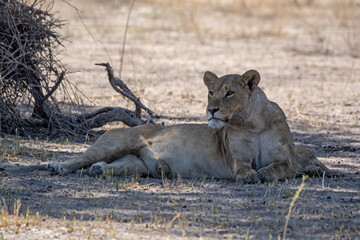 Lions in BWA