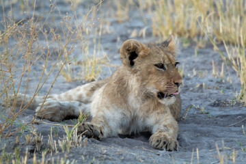 Lions in BWA