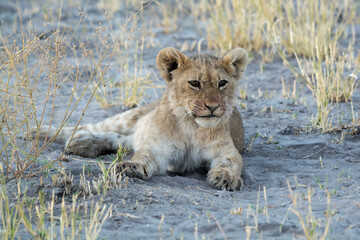 Lions in BWA