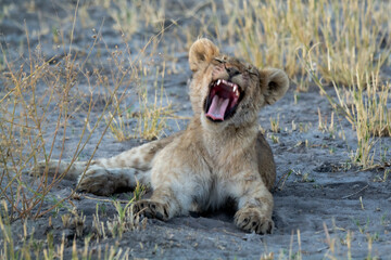 Lions in BWA