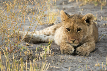 Lions in BWA