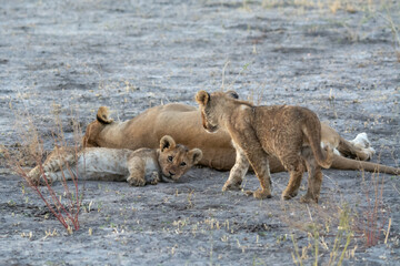 Lions in BWA