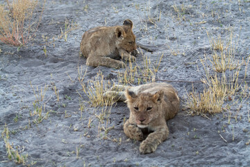 Lions in BWA