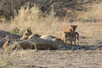 Lions in BWA