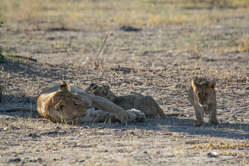 Lions in BWA