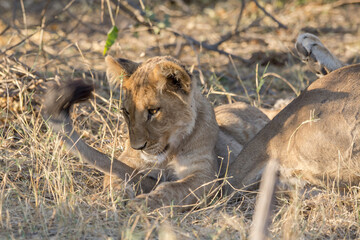Lions in BWA