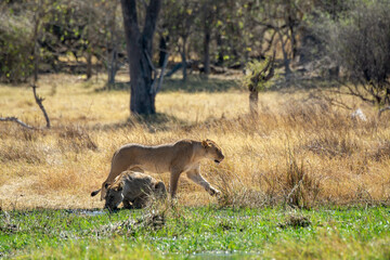 Lions in BWA