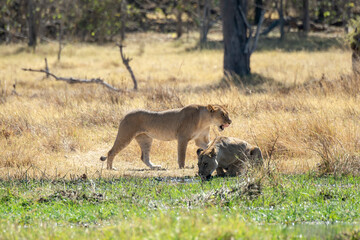 Lions in BWA