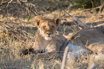 Lions in BWA