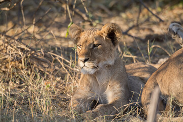 Lions in BWA
