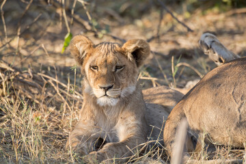 Lions in BWA