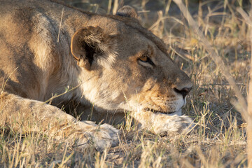 Lions in BWA