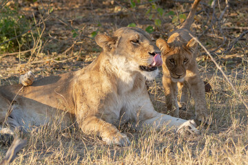 lions in BWA