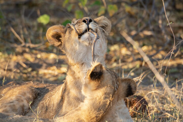 lions in BWA