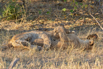 lions in BWA