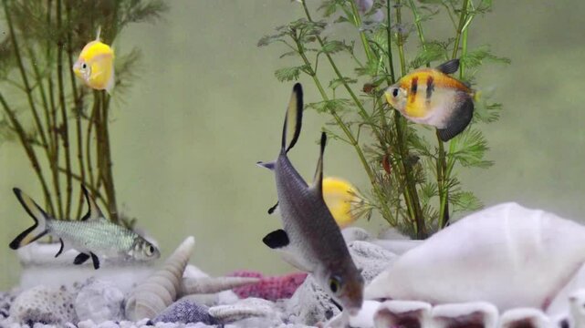 Colorful fish glide through a vibrant aquarium