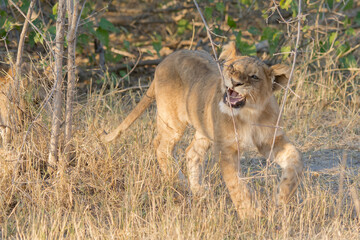 lions in BWA