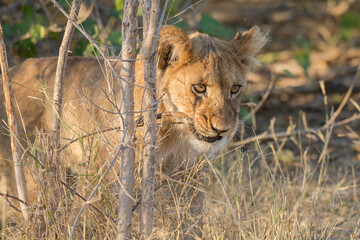 lions in BWA