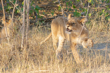 lions in BWA