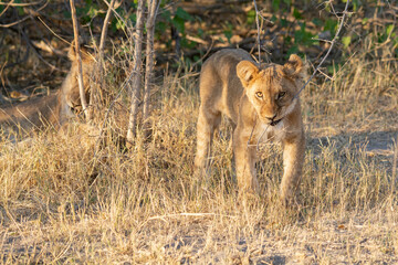 lions in BWA