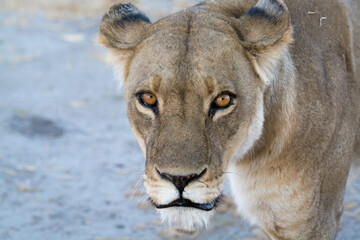 lions in BWA